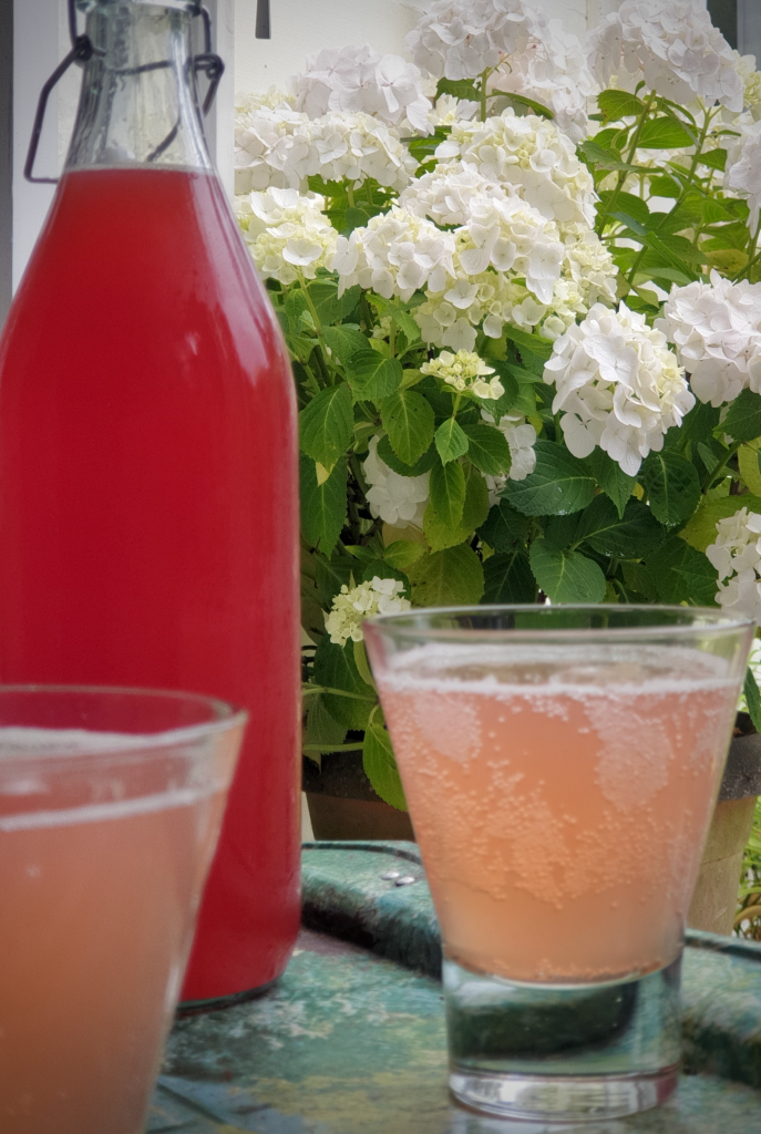 glasses of rhubarb fizz with a bottle of rhubarb cordial