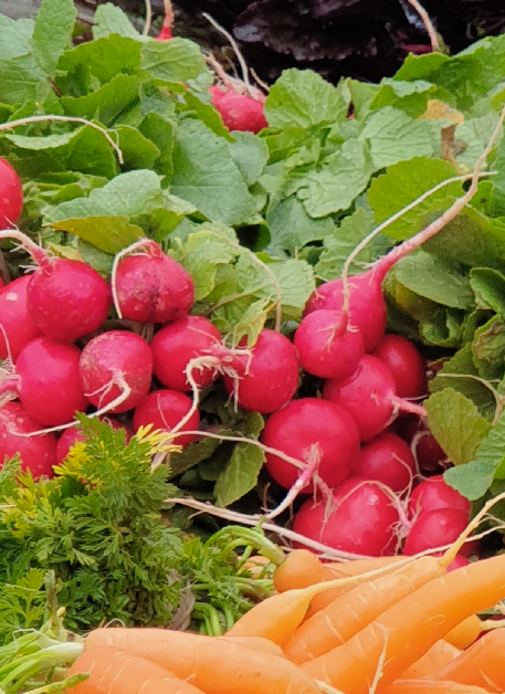 bunches or radishes at the farmers market