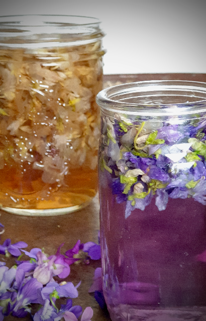 Jars of homemade colour changing gin at different stages of infusion, one vivid violet and the other amber coloured with freshly picked sweet violets scattered in the foreground