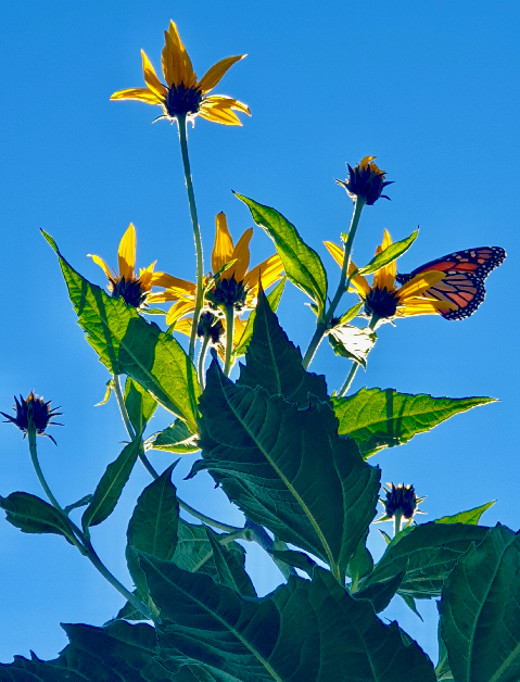 A stem of yellow Jerusalem artichoke flowers, viewed from below, set against a bright blue sky with a monarch butterfly perched on one.