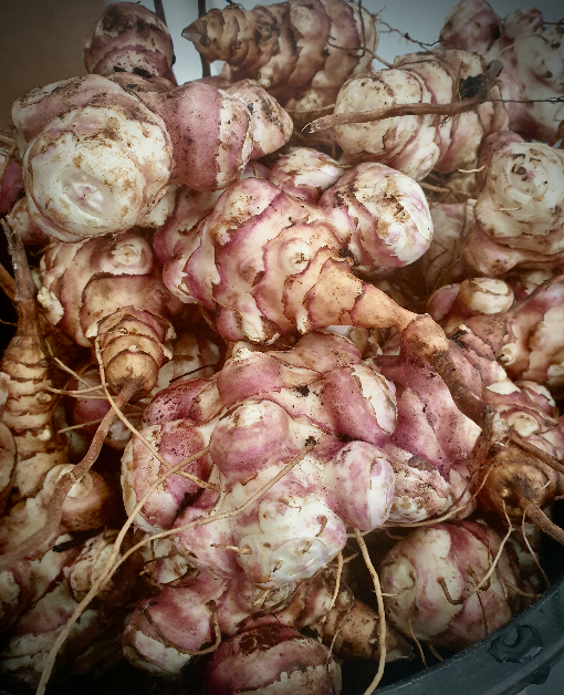 Jerusalem artichokes tubers, freshly dug and soaked to remove soil, ready for cleaning.